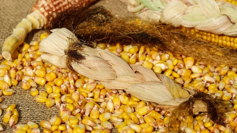 Kukurydza i pszenica – wykresy dzienne pod lupą analityka